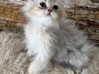 British Longhair Kedimiz
