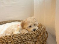 Maltipoo yavrular