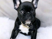 FRENCH BULLDOG PUPPY