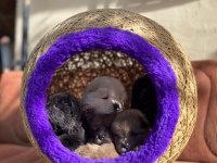 MÜKEMMEL KALİTEDE CHOW CHOW YAVRULAR