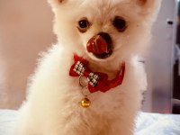 2 aylık erkek aşılı pomeranian
