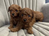 TOY POODLE YAVRULARIMIZ