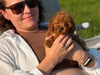 Kore Maltipoo yavrular