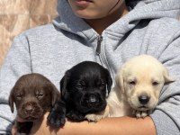 Labrador Retriever Yavrularımız Yeni Ailelerini Bekliyor