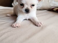 Chihuahua cep boy gerçek teacup ev üretimi çorlu