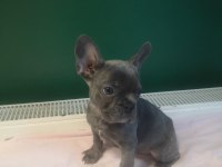 A kalite blue french bulldog yavrularımız