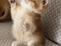 Show Kalite Golden British Shorthair Yavrular