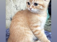 British kedim longhair