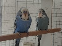 Sahibinden show muhabbet kuşlar
