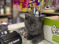 British shorthair erkek yavrumuz