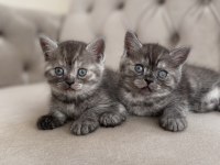 Erkek british shorthair