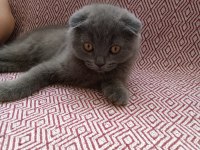 Uygun sahiplendirilecek scottish fold