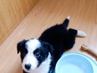 Yeni ailelerine gitmeye hazır yavru köpekler