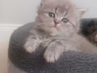 Safkan dişi ve erkek british longhair