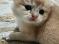 Şampiyon Kan Bağından Gelen Golden NY 11 Ve 12 Kediler