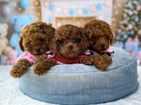 Toy poodle köpeği yavrular