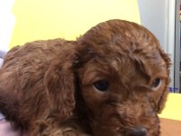 Sağlıklı poodle yavrularımızı sahiplendirme