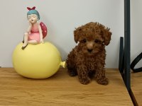 ORJİNAL TOY POODLE 2 kiloyu geçmeyecek tea cup