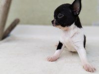 Chihuahua erkek yavrumuz yeni yuvasını arıyor