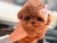 Türkiyenin en güzel core toy poodle bebekleri