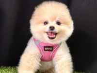 Sevimli Pomeranian Boo Yavrularımız