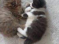 Scottish fold bebekler