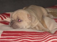 Egzotic Fransız bulldog