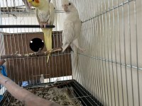 Albino sultan papağanı