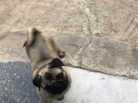(Uygun) Yakışıklı pug oğlan ODİN