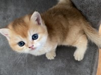 BRİTİSH SHORTHAİR KEDİSİ