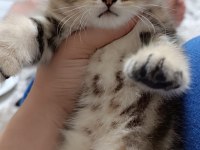 Uygun puanlı british golden tabby 50 günlük british longhair