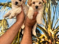 Maltipoo Elma Şekeri