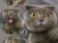 Scottish fold 4 yaşında