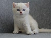 ERKEK GOLDEN BRITISH SHORTHAIR
