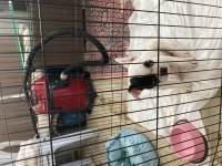 2 Aylık French Bulldog