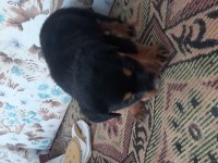 Yavru rottweiler