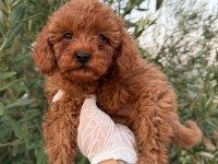 Toy Poodle Baby Face Erkek
