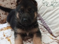 Son 6 tane kaldı orjinal ırk alman kurdu