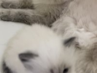 Ragdoll bebekleri