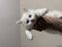 Saf kan odd eyes blue eyes beyaz aslan maine coon yavruları