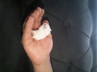 hamster gonzales ve syria