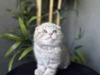 AYI SURAT SCOTTISH FOLD YAVRULARIM