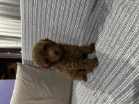 2,5 Aylık Teacup Poodle