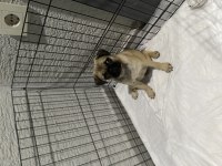 Dişi Pug Mops Yavru