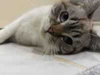Minnoş kız british shorthair