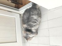 2 yaş kısır çipli aşılı british longhair erkek