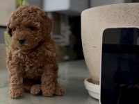 KORE KAN POODLE