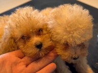 Toy Poodle Dişi