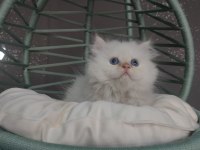 British shorthair yavruları