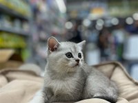 Bristh Silver Kedimiz